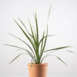 Dracaena Indivisa