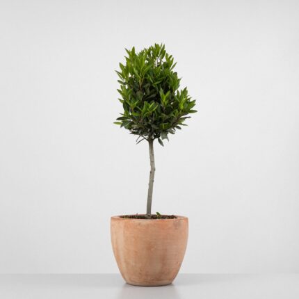 Laurus Nobilis Arbol