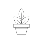 Trithrinax Campestris