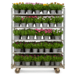 Trolley with Assorted African Daisies in Pots