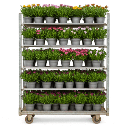Trolley with Assorted African Daisies in Pots