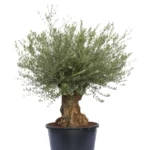 olea europaea bonsai all sizes