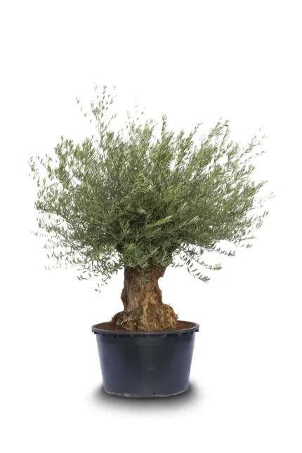 olea europaea bonsai all sizes