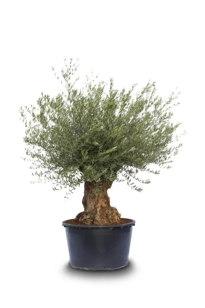olea europaea bonsai all sizes