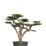 Zaragoza-Type Olive Tree – Aged Bark, Tiered Canopy This Zaragoza-style olive tree stands out with its deeply textured, aged bark (“old skin”) and expertly pruned, tiered canopy reminiscent of stacked plates. Its architectural form and rustic trunk offer a striking visual impact, ideal for premium landscaping, patios, and Mediterranean-inspired spaces. Mature and ready for transplanting, this olive tree combines tradition, beauty, and structure in one remarkable specimen.