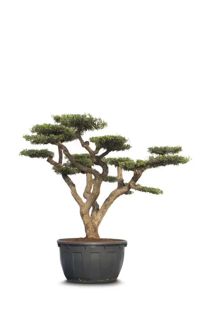 Zaragoza-Type Olive Tree – Aged Bark, Tiered Canopy This Zaragoza-style olive tree stands out with its deeply textured, aged bark (“old skin”) and expertly pruned, tiered canopy reminiscent of stacked plates. Its architectural form and rustic trunk offer a striking visual impact, ideal for premium landscaping, patios, and Mediterranean-inspired spaces. Mature and ready for transplanting, this olive tree combines tradition, beauty, and structure in one remarkable specimen.