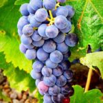 Vitis Vinifera o Parra