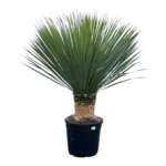 Yucca rostrata with bluish leaves, ideal for dry gardens and low maintenance landscapes.