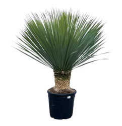 Yucca rostrata with bluish leaves, ideal for dry gardens and low maintenance landscapes.