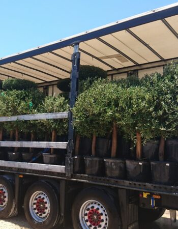 Transport-Olea-Europaea-35L-natural-shape