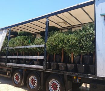 Transport-Olea-Europaea-35L-natural-shape