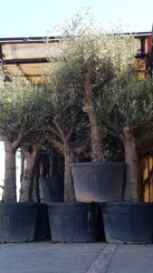 WhatsApp-Image-2019-04-13-at-10.01.04-1