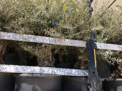 WhatsApp-Image-2019-08-14-at-11.07.36-8