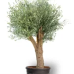 olea europaea young skin