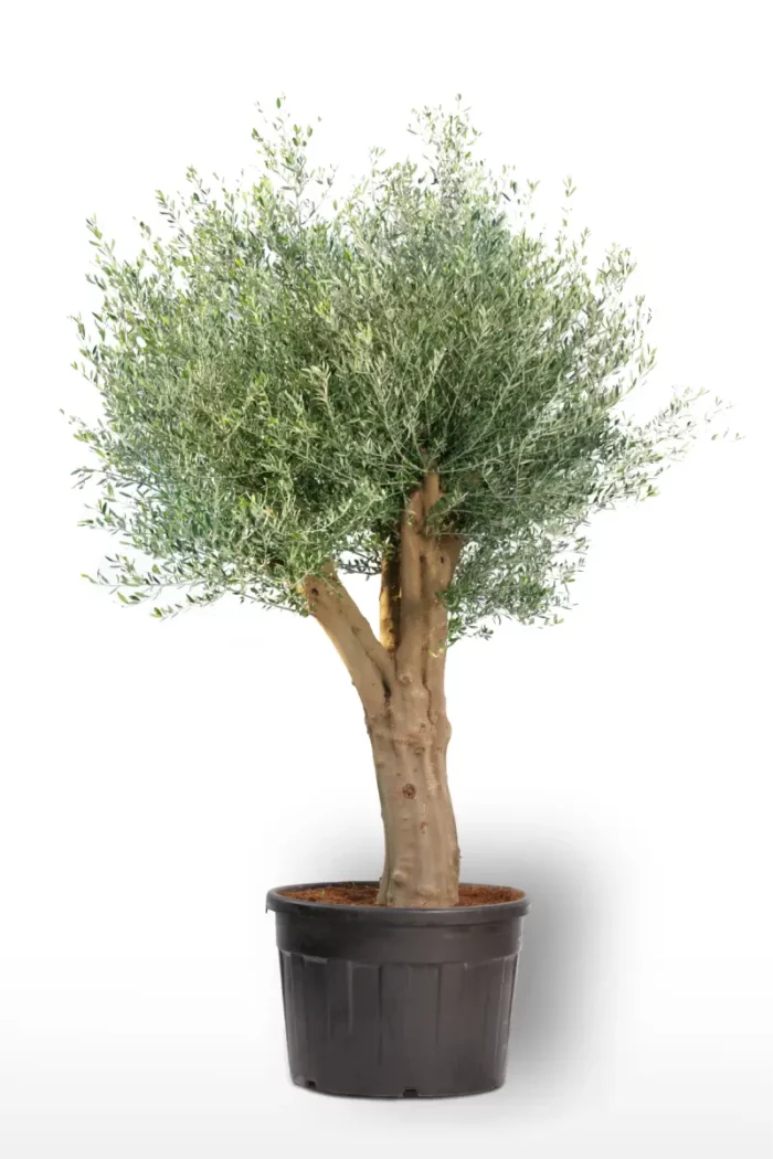 olea europaea young skin