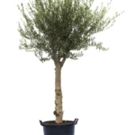 Mature Olive Tree – 110L Pot | Top Seller Bring timeless Mediterranean charm to any landscape with this mature olive tree, grown in a 110-liter pot and ready for immediate impact. With its sculptural trunk, silver-green foliage, and resilient nature, this top-selling variety is ideal for gardens, patios, or commercial projects. Hardy, drought-tolerant, and full of character — a perfect centerpiece for modern and classic designs alike.