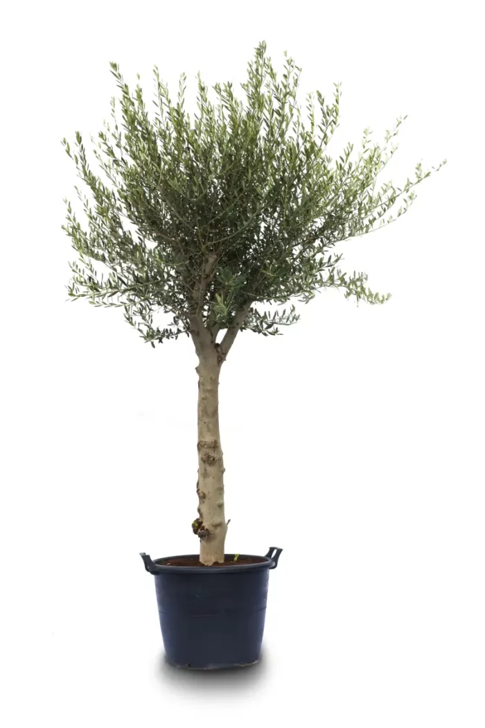 Mature Olive Tree – 110L Pot | Top Seller Bring timeless Mediterranean charm to any landscape with this mature olive tree, grown in a 110-liter pot and ready for immediate impact. With its sculptural trunk, silver-green foliage, and resilient nature, this top-selling variety is ideal for gardens, patios, or commercial projects. Hardy, drought-tolerant, and full of character — a perfect centerpiece for modern and classic designs alike.