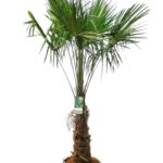 Trachycarpus fortunei