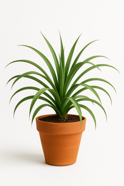 AGAVE FLEXIFLORA