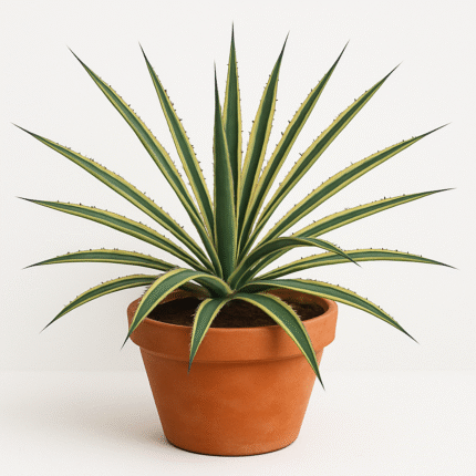 AGAVE VIVIPARA