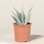 AGAVE PARRYI