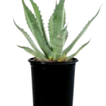 AGAVE SALMIANA