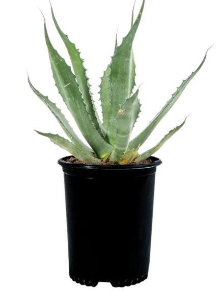 AGAVE SALMIANA