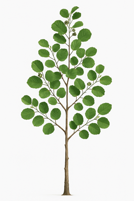 ALNUS GLUTINOSA
