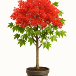 BRACHYCHITON ACERIFOLIUS