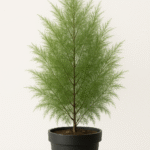 CASUARINA