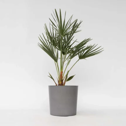 CHAMAEROPS HUMILIS