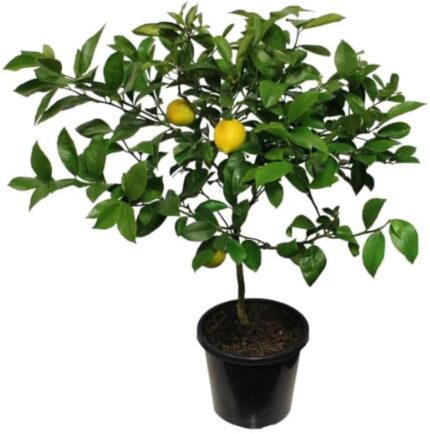 CITRUS LIMÓN