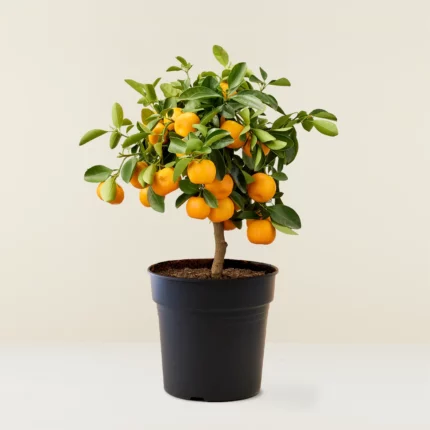 CITRUS RETICULATA