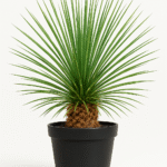 DASYLIRION ACROTRICHUM