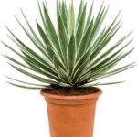 AGAVE ANGUSTIFOLIA