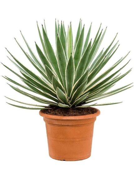 AGAVE ANGUSTIFOLIA