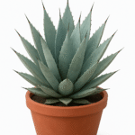 AGAVE DESERTI
