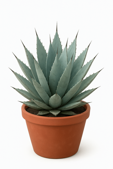 AGAVE DESERTI