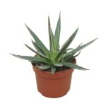 AGAVE FILIFERA