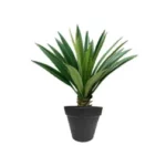 AGAVE FOURCROYDES