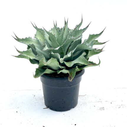 AGAVE OVATIFOLIA