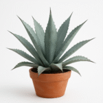 AGAVE PALMERI