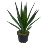 AGAVE SISALANA