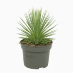 AGAVE STRICTA