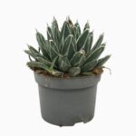 AGAVE VICTORIAE REGINAE