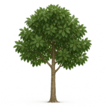 BRACHYCHITON POPULNEUS