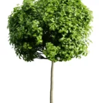 CATALPA BIGNONIOIDES