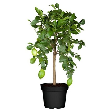 CITRUS LIMA