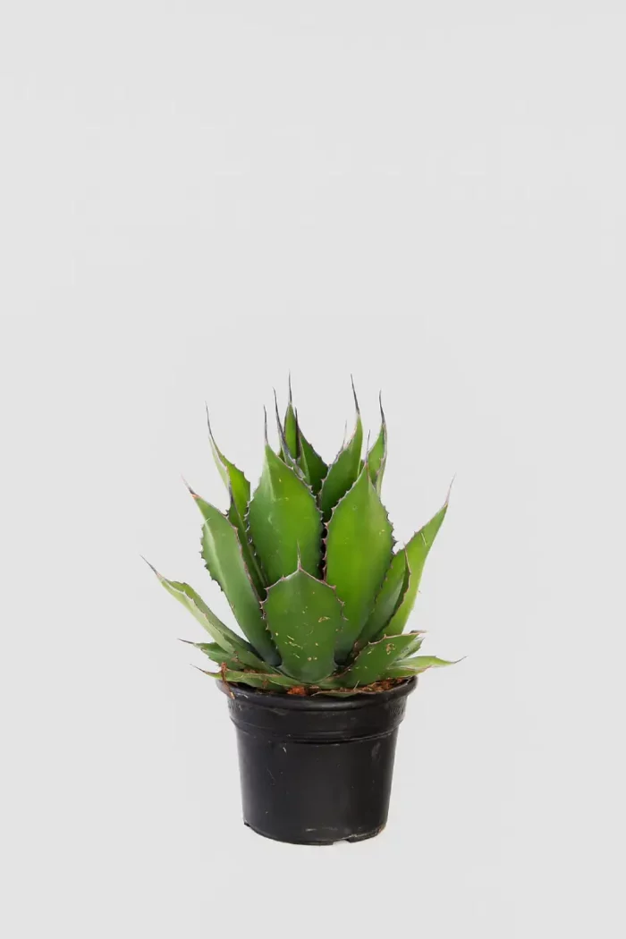 AGAVE FEROX - Imagen 1