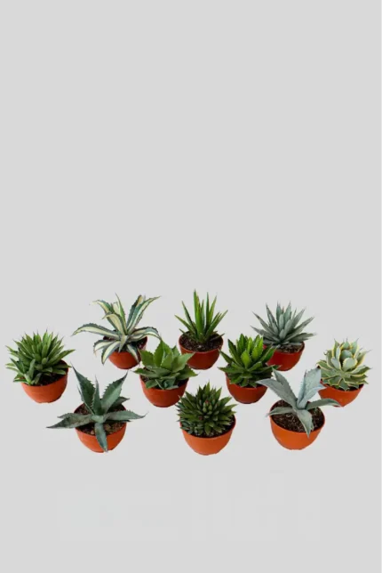 AGAVE MIX